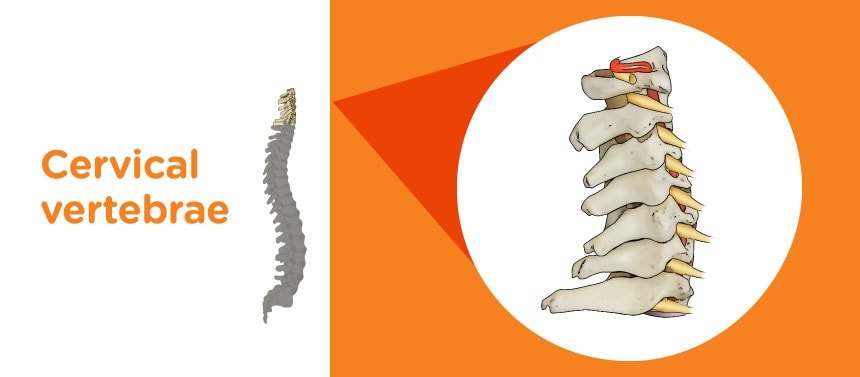 An illustration of the cervical vertebrae of a child's spine.