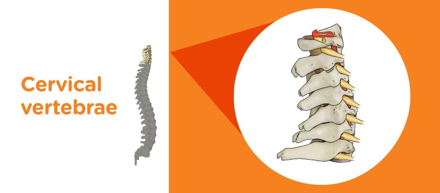An illustration of the cervical vertebrae of a child's spine. 