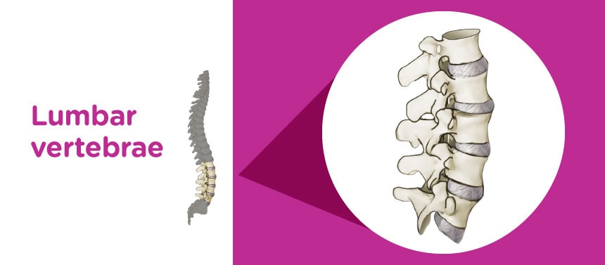 An illustration of the lumbar vertebrae of a child's spine. 
