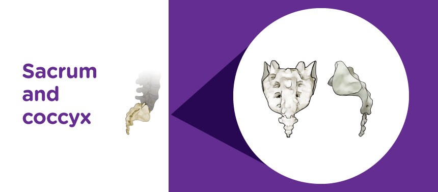 An illustration of the sacrum and coccyx of a child's spine. 