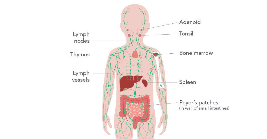 Lymphatic system