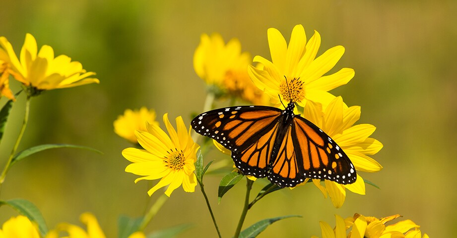 Butterfly among daisies