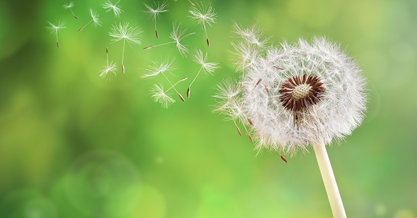 Dandelion blowing in the wind