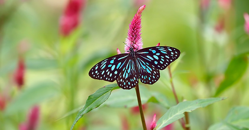 Butterfly perched on a flower