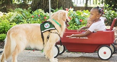 little girls in wagon visiting with pediatric therapy dog at hospital