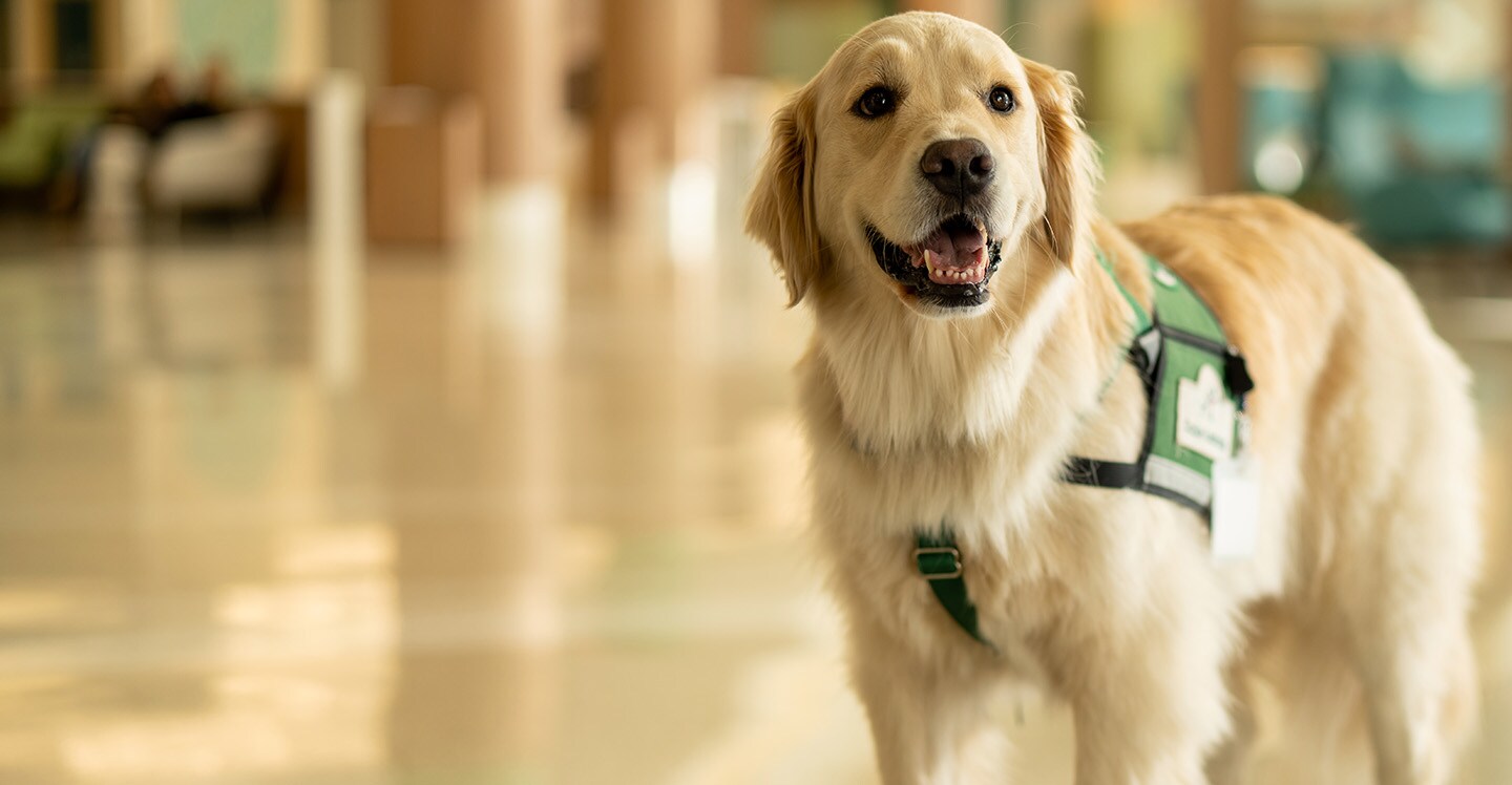 Facility dog in hospital lobby