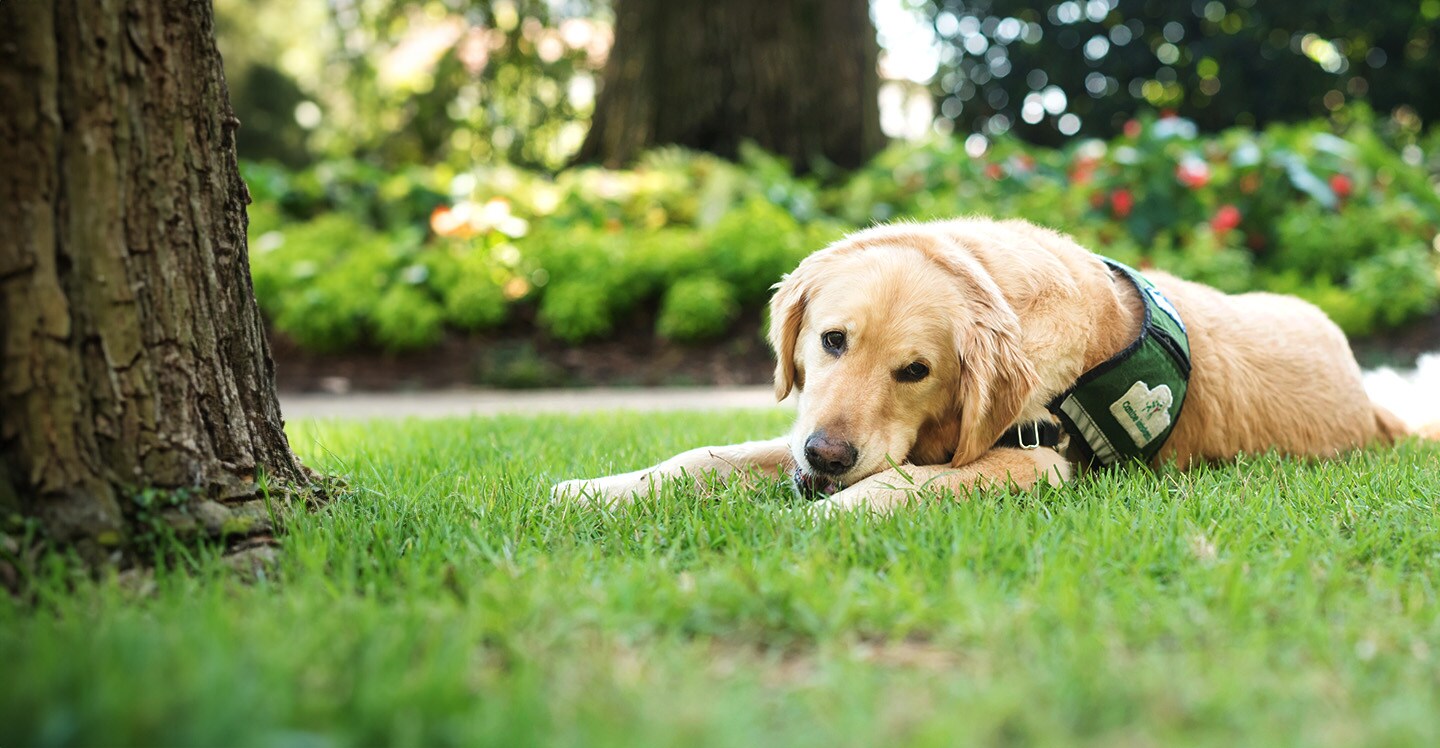 Transplant facility dog Flo lays in grass.